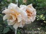 Julia's Rose