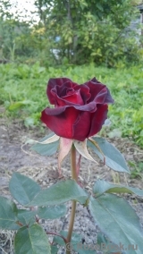 Black Baccara