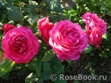 Johann Wolfgang von Goethe Rose®