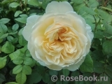 Crocus Rose® 