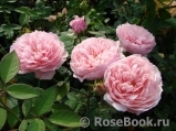 The Alnwick Rose