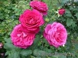 Johann Wolfgang von Goethe Rose®