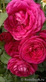 Johann Wolfgang von Goethe Rose®