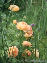 Lady of Shalott 