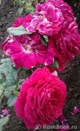 Johann Wolfgang von Goethe Rose®