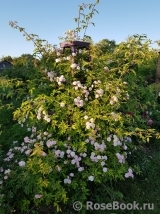 Paul’s Himalayan Musk 