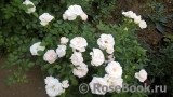 Aspirin Rose