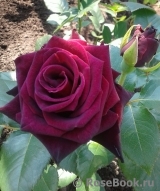 Black Baccara