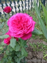 Johann Wolfgang von Goethe Rose®