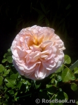 Abraham Darby