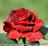 Black Baccara