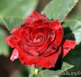 Black Baccara