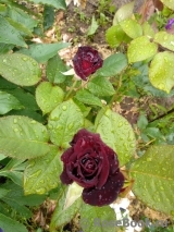 Black Baccara