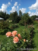 Lady of Shalott 