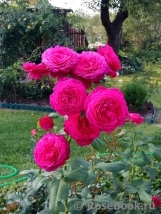 Johann Wolfgang von Goethe Rose®