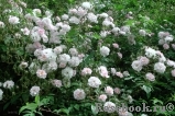 Paul’s Himalayan Musk 