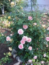 Abraham Darby