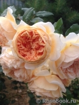 Crown Princess Margareta®