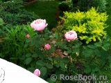 The Alnwick Rose