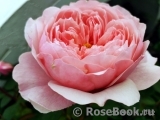 The Alnwick Rose