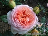 Abraham Darby