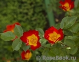 Rosa foetida Bicolor