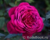 Johann Wolfgang von Goethe Rose®