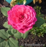 Johann Wolfgang von Goethe Rose®