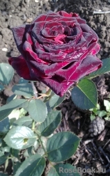 Black Baccara