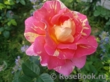 Rose des Cisterciens 