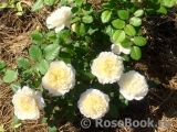 Crocus Rose® 