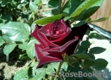 Black Baccara