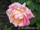 Rose des Cisterciens 