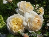 Crocus Rose® 