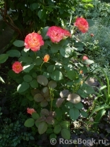 Marseille en Fleurs