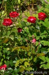 Rose der Einheit ®