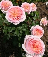 Abraham Darby