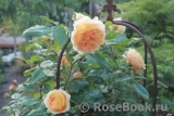 Crown Princess Margareta®