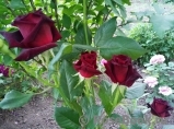 Black Baccara