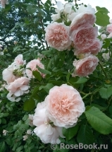 Rose de Tolbiac ®