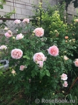 Abraham Darby