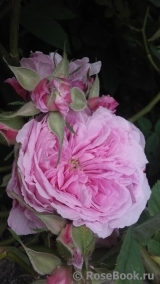 Rose de Montmeillant