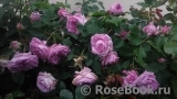 Rose de Montmeillant