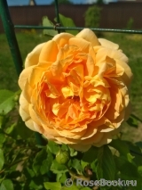 Crown Princess Margareta®