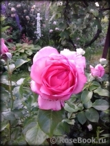 La Rose de Molinard ®