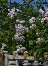 Paul’s Himalayan Musk 