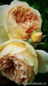 Crown Princess Margareta®