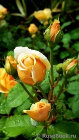 Crown Princess Margareta®