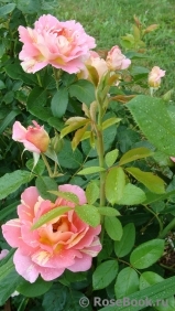 Rose des Cisterciens 