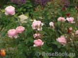 The Alnwick Rose